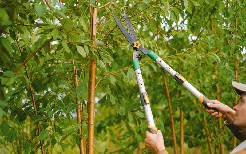 Tree trimming in Meadow Vista, CA